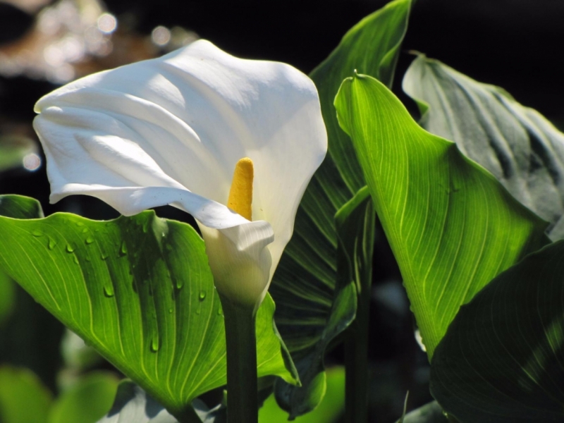 Жизнь семьи в аргентинской Месопотамии.