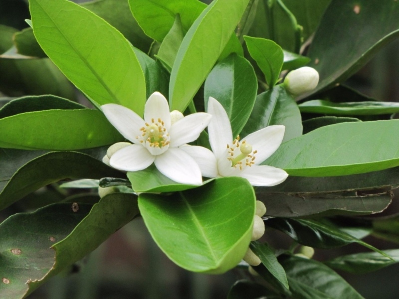 Жизнь семьи в аргентинской Месопотамии.