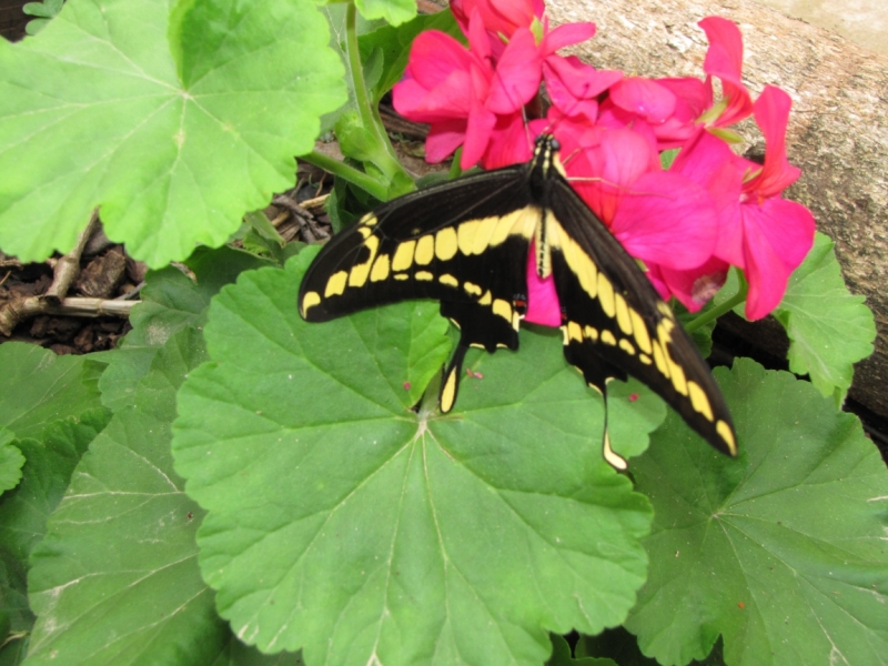 Жизнь семьи в аргентинской Месопотамии.