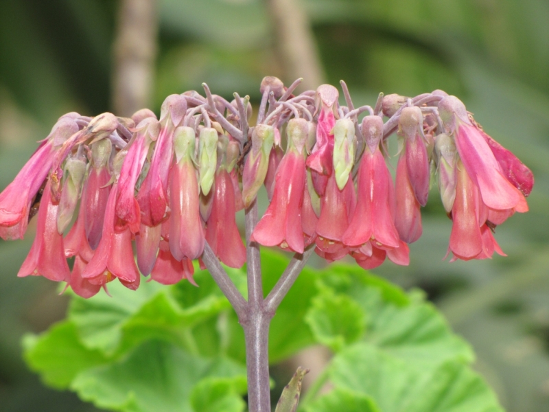 Жизнь семьи в аргентинской Месопотамии.
