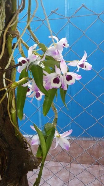 Жизнь семьи в аргентинской Месопотамии.