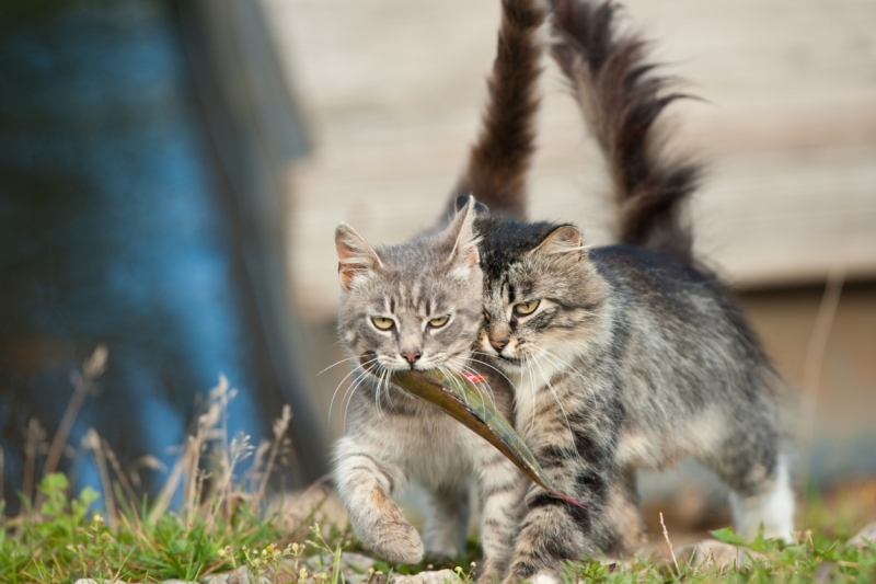 Поговорим о кошках41