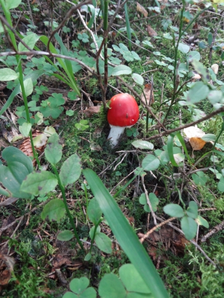 7 дней в Питере и не только (автопутешествие)