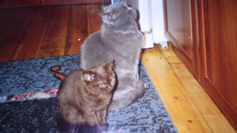 Поговорим о кошках41