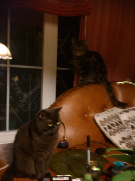 Поговорим о кошках41