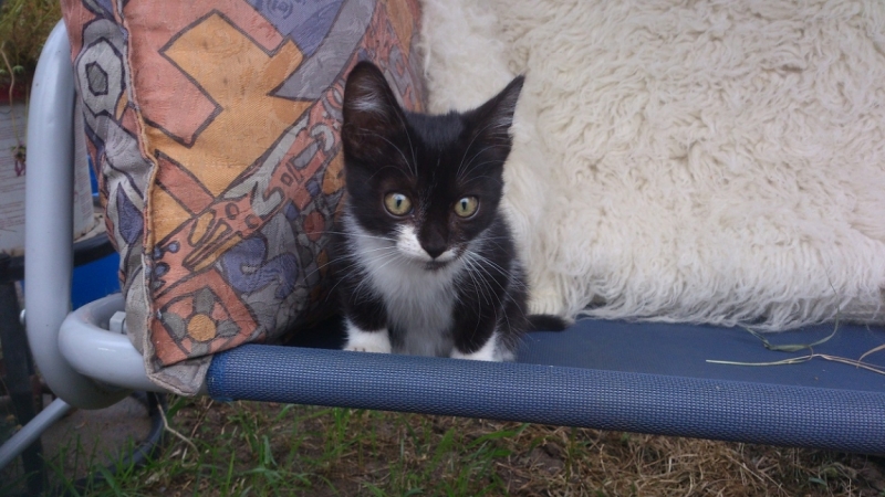 Поговорим о кошках41