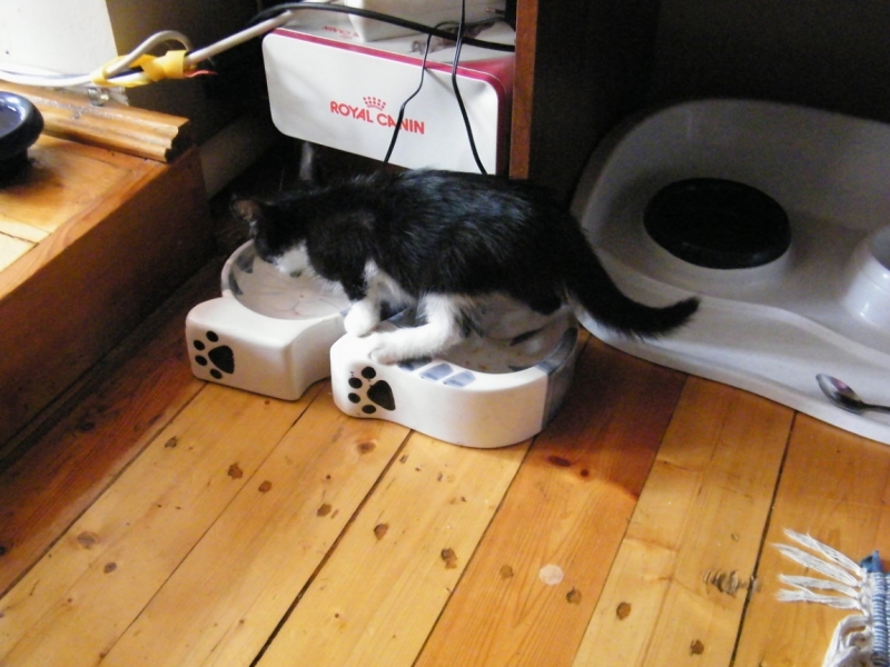 Поговорим о кошках41