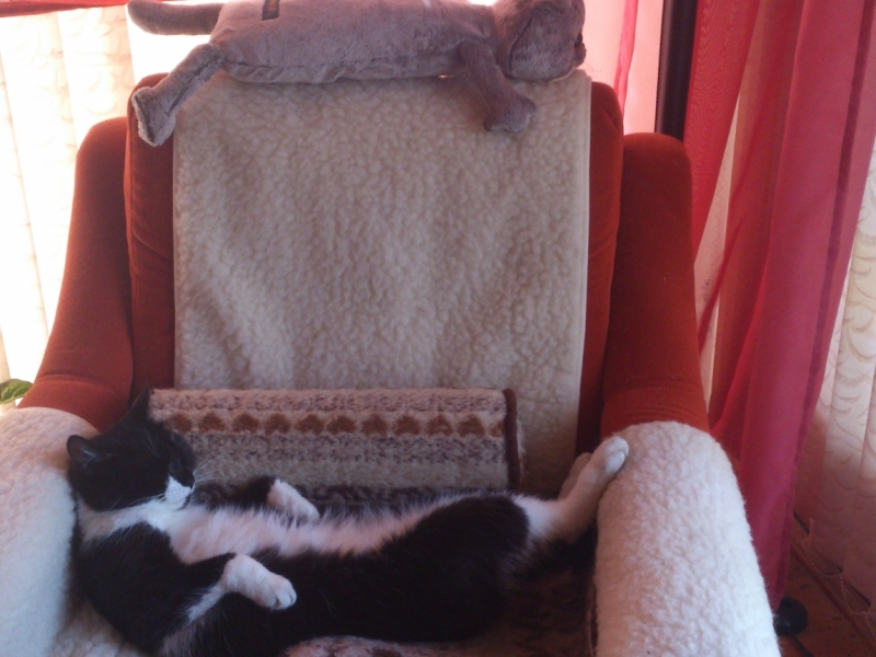 Поговорим о кошках41