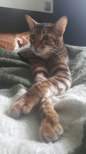 Как назвать кота?