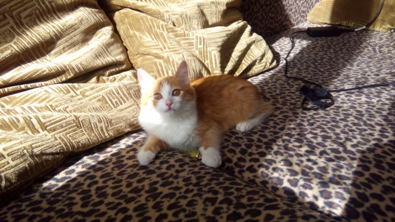 Поговорим о кошках41