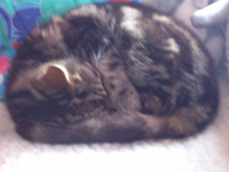 Поговорим о кошках41