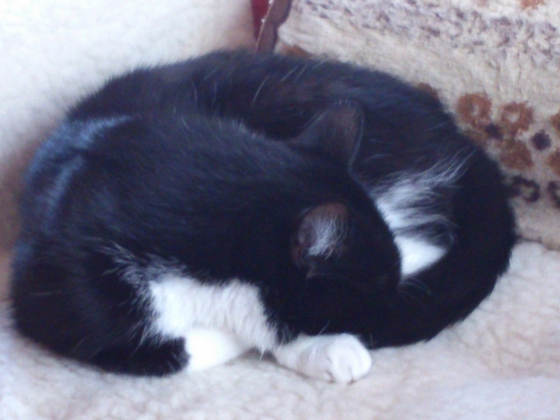 Поговорим о кошках41