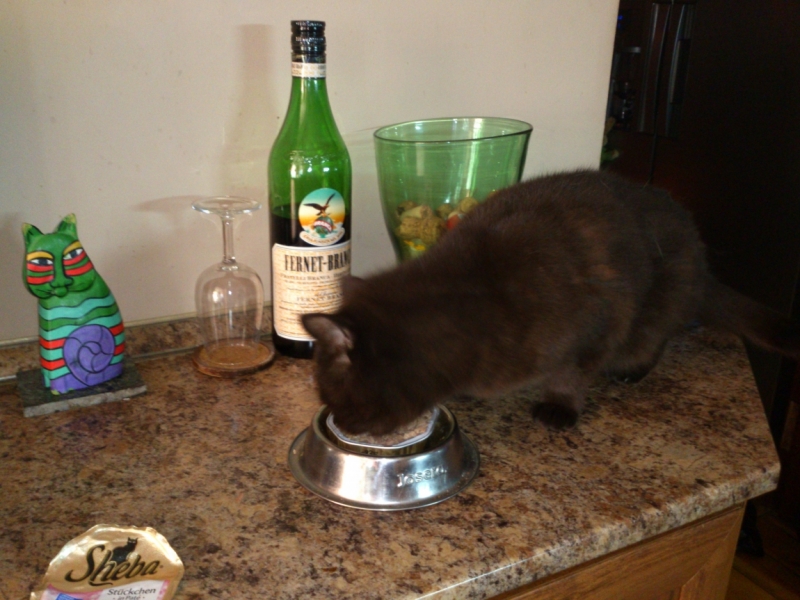 Поговорим о кошках41