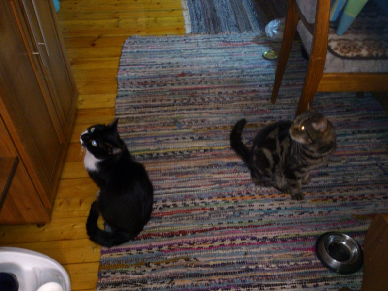 Поговорим о кошках41