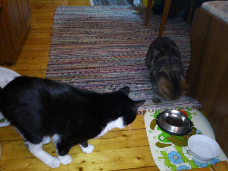 Поговорим о кошках41