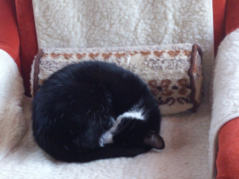 Поговорим о кошках41