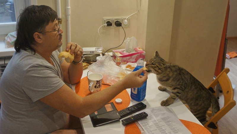 Поговорим о кошках41