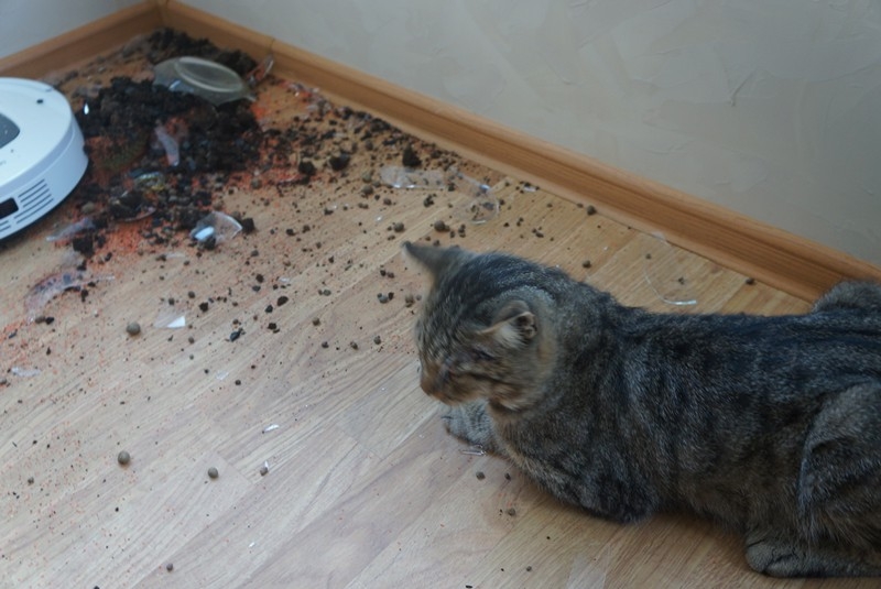 Поговорим о кошках41