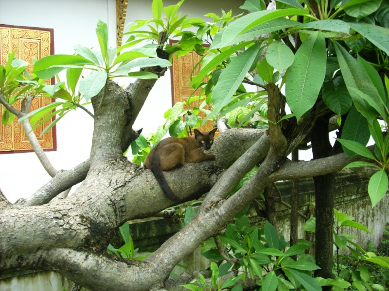 Чиангмай - Сукхотай - Аюттая - Ча-Ам, август 2011