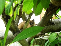 Чиангмай - Сукхотай - Аюттая - Ча-Ам, август 2011