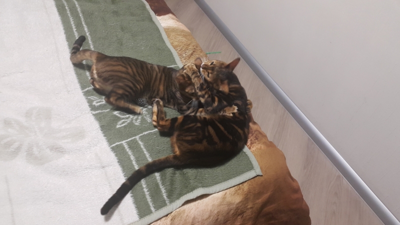 Как назвать кота?