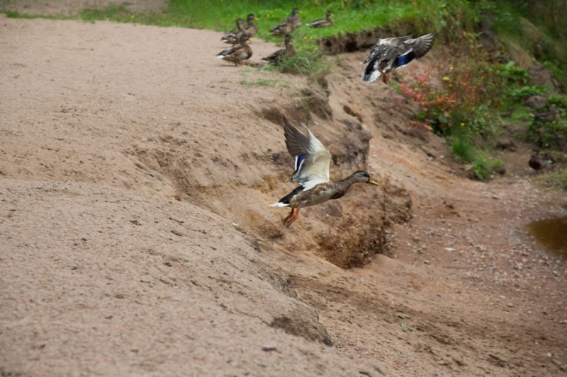 В Питере жить