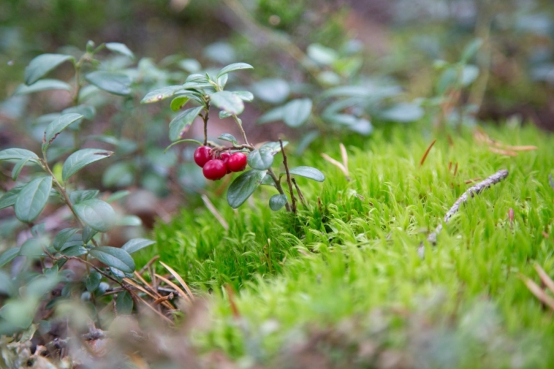 В Питере жить