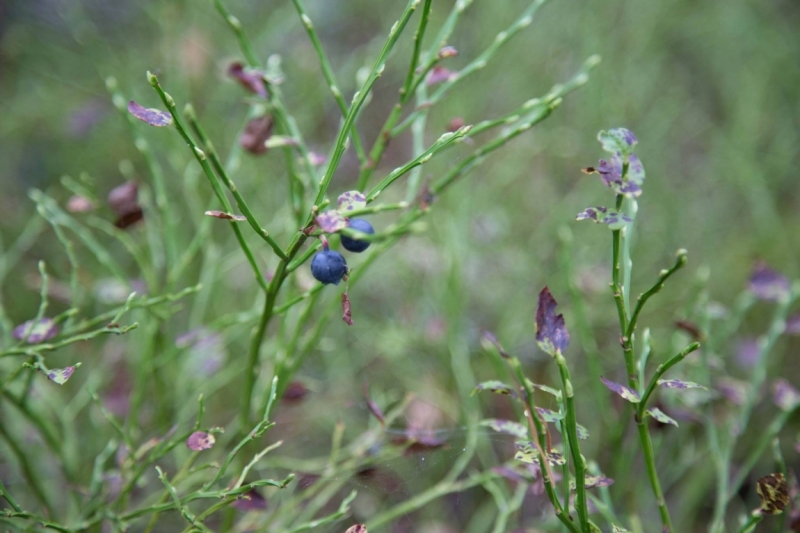 В Питере жить