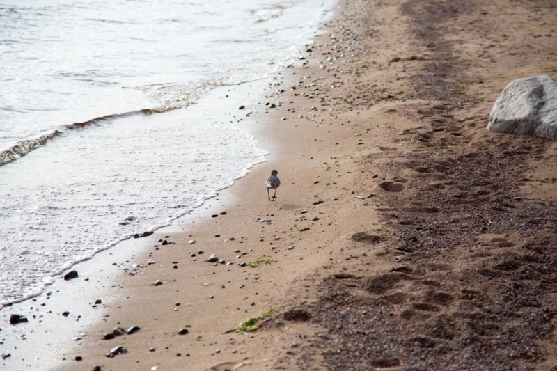 В Питере жить