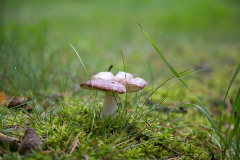 В Питере жить