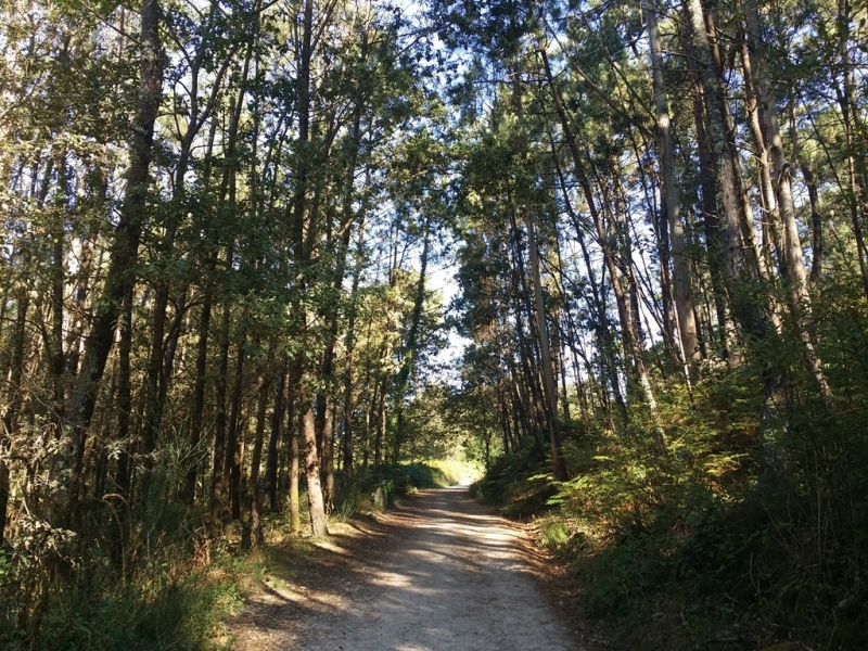 Camino de Santiago. Португальский путь - 3 в 1.