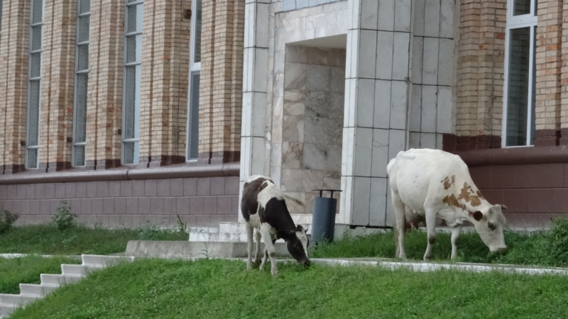 В КНДР поездом, особая экономическая зона Расон