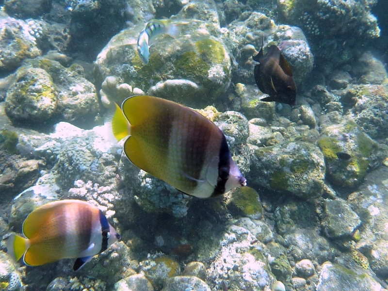 В поисках удивительного снорклинга. Амед, Бали, Индонезия. Лучшие из 5 000 подводных фоток