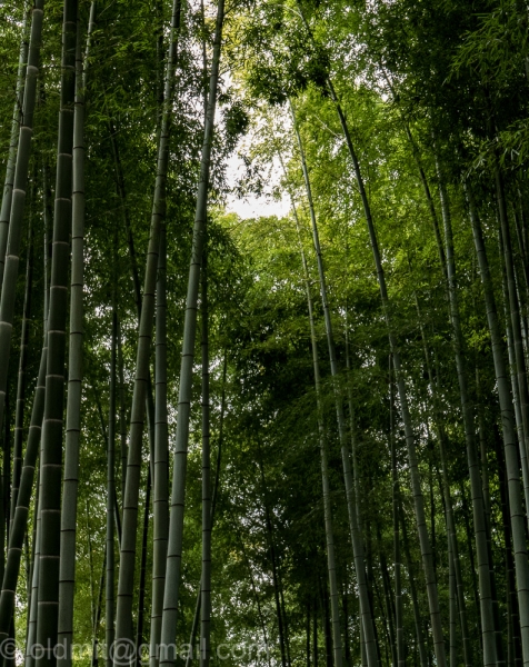 9 дней в первой поездке в Японию в ноябре
