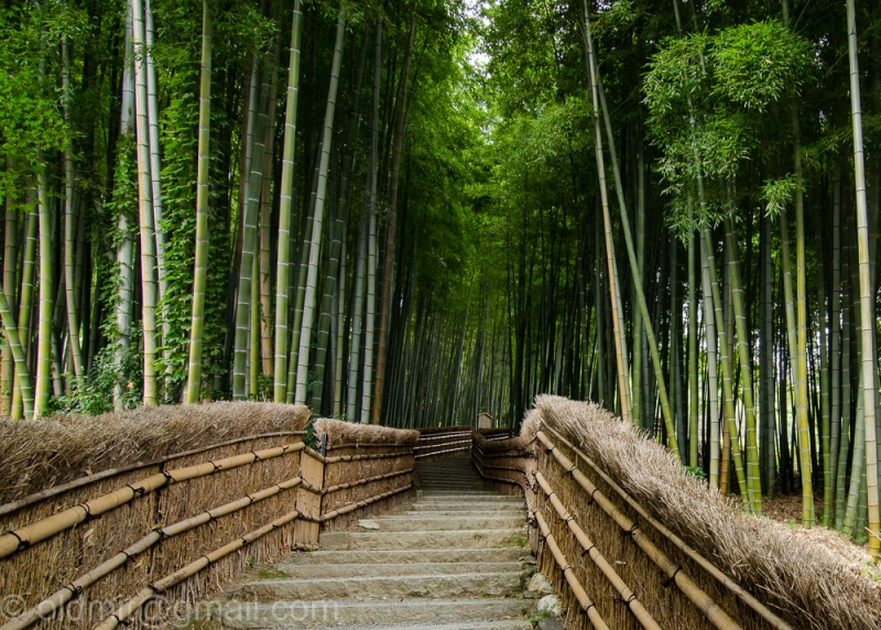 9 дней в первой поездке в Японию в ноябре