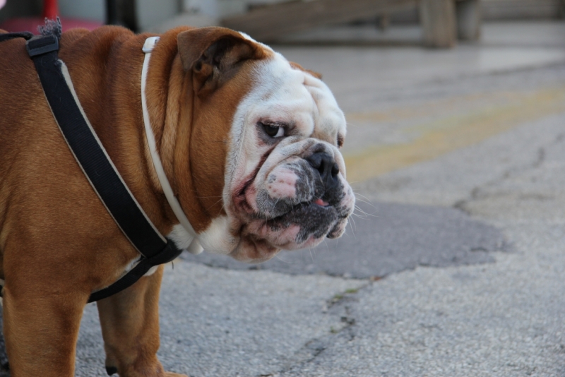 Корфу в сентябре: отдых компанией (по существу и с фото)