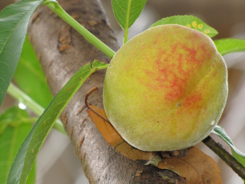 Жизнь семьи в аргентинской Месопотамии.