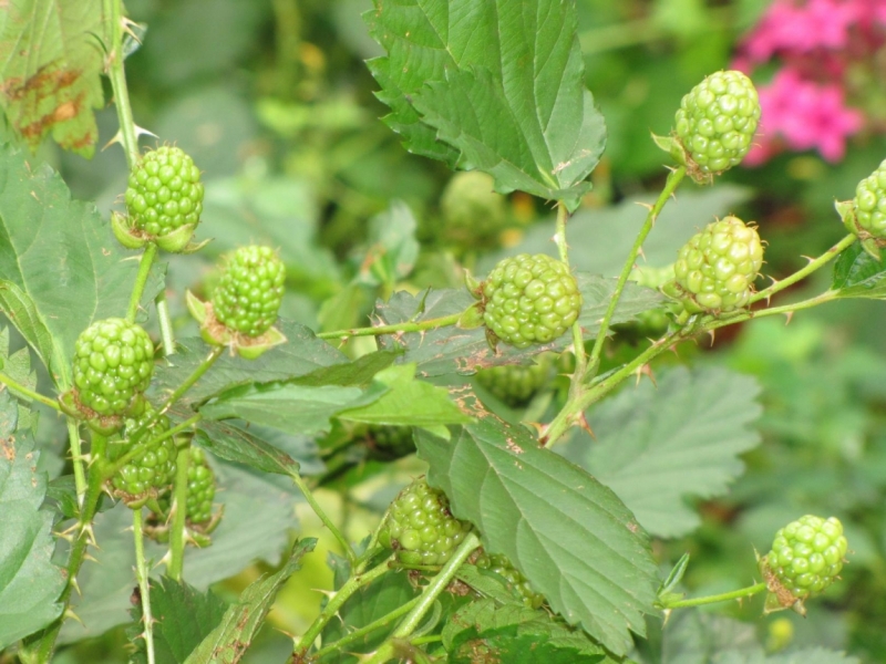 Жизнь семьи в аргентинской Месопотамии.