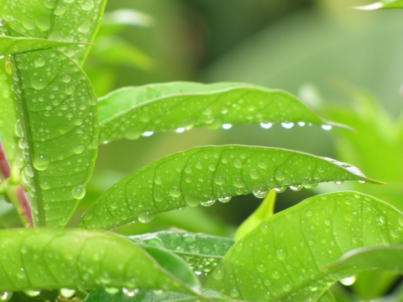 Жизнь семьи в аргентинской Месопотамии.