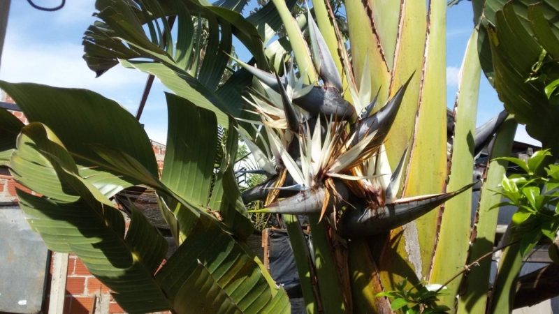 Жизнь семьи в аргентинской Месопотамии.