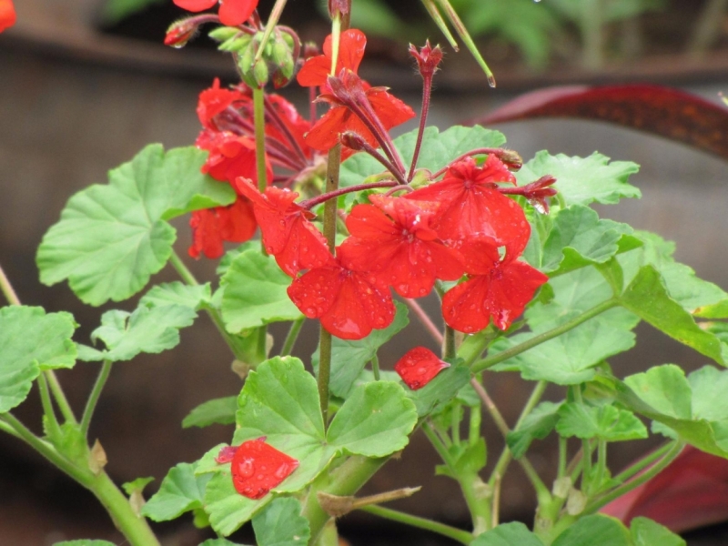 Жизнь семьи в аргентинской Месопотамии.