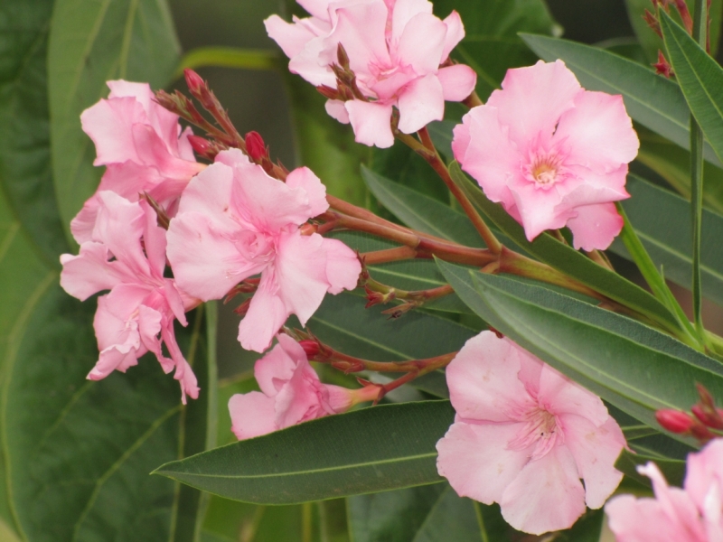 Жизнь семьи в аргентинской Месопотамии.