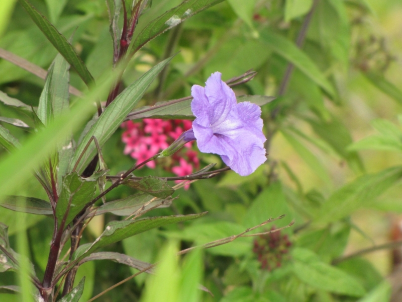 Жизнь семьи в аргентинской Месопотамии.