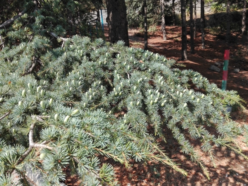 Утёс и Алушта. Субъективно.