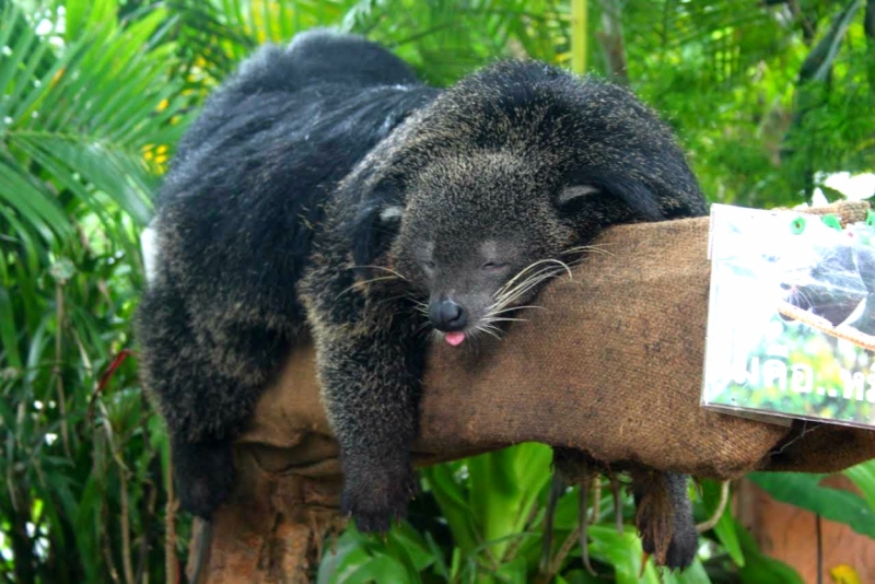 Первый раз самостоятельно в ЮВА: Бангкок, Сиемреап, Самуи