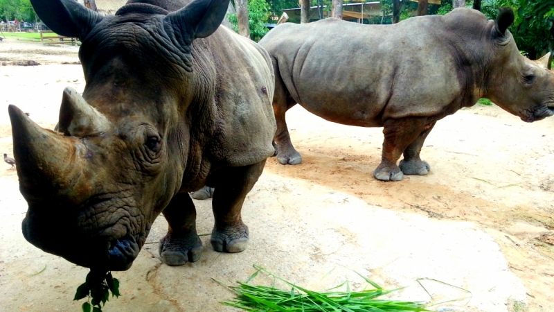 Первый раз самостоятельно в ЮВА: Бангкок, Сиемреап, Самуи