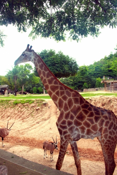 Первый раз самостоятельно в ЮВА: Бангкок, Сиемреап, Самуи