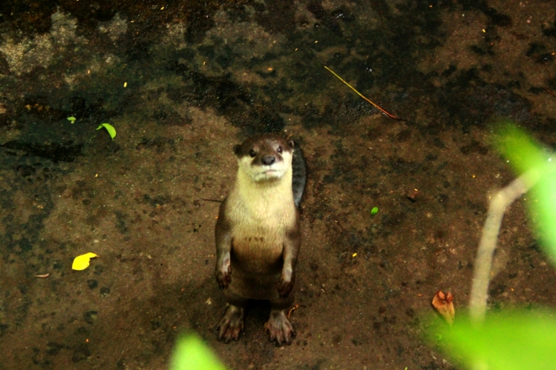 Первый раз самостоятельно в ЮВА: Бангкок, Сиемреап, Самуи