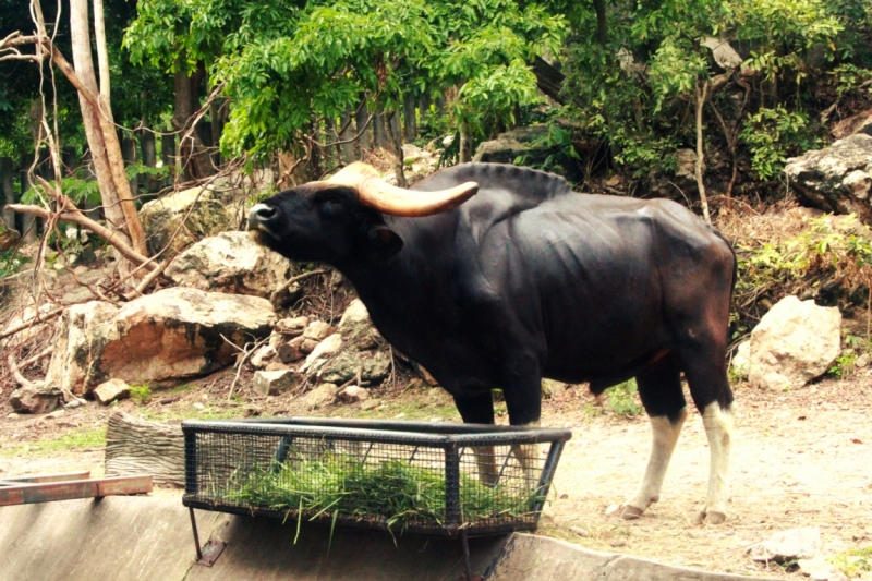 Первый раз самостоятельно в ЮВА: Бангкок, Сиемреап, Самуи