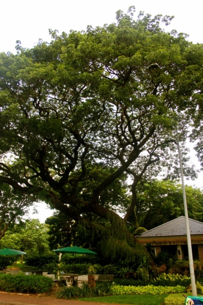 Первый раз самостоятельно в ЮВА: Бангкок, Сиемреап, Самуи